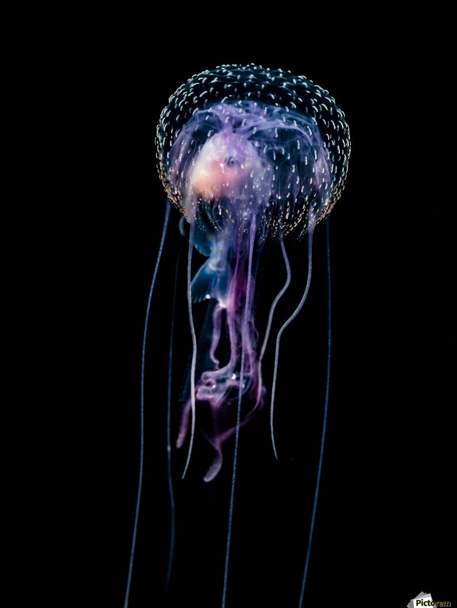 Qualle (Pelagia noctiluca)
