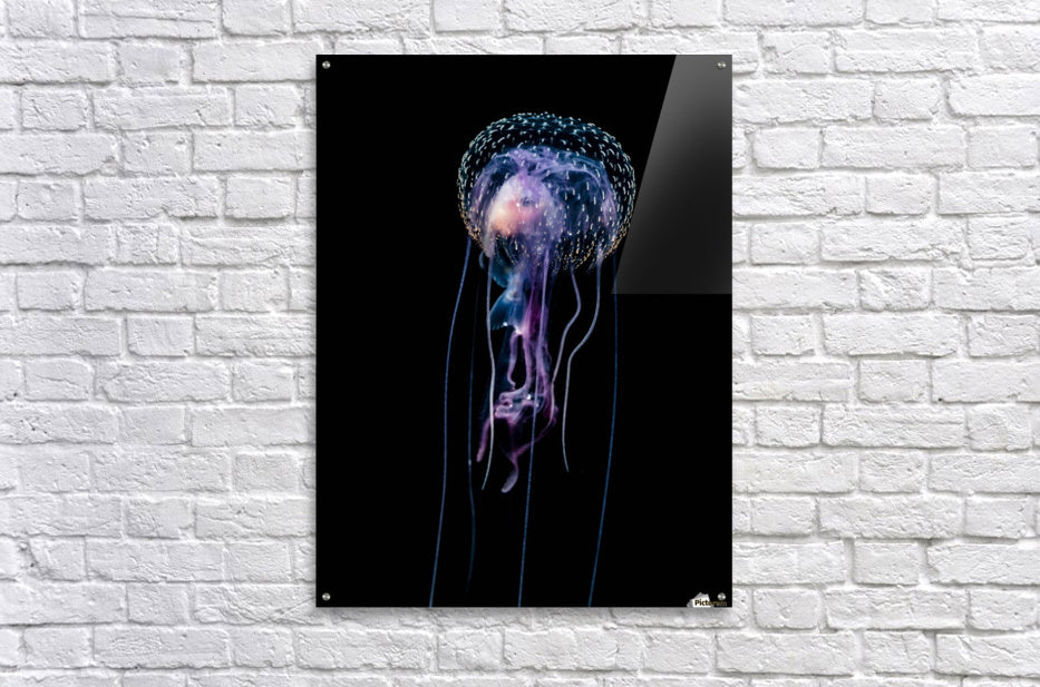 Qualle (Pelagia noctiluca)