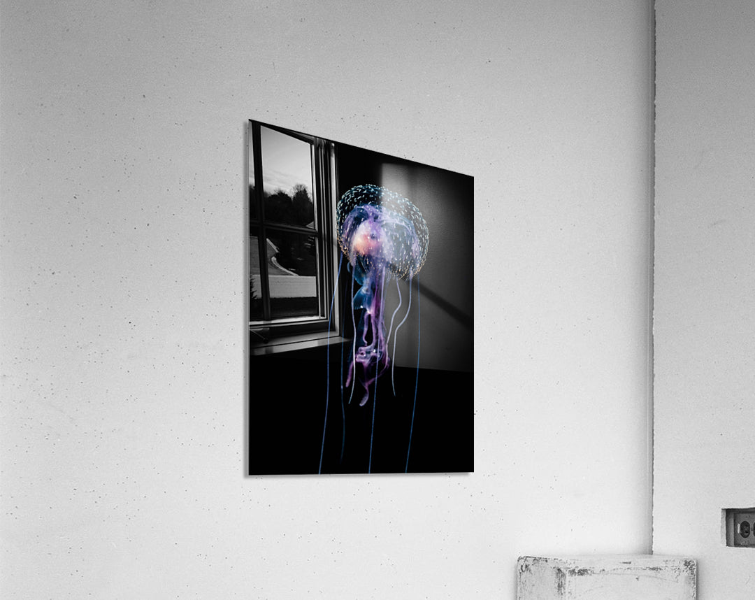 Qualle (Pelagia noctiluca)