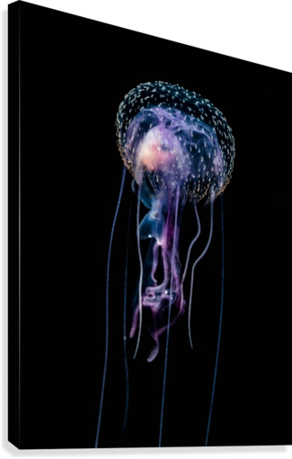 Qualle (Pelagia noctiluca)