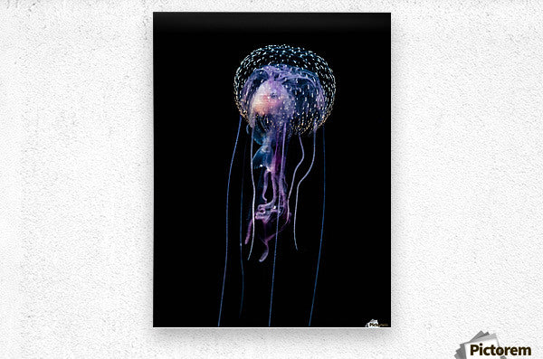 Qualle (Pelagia noctiluca)