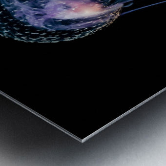 Qualle (Pelagia noctiluca)