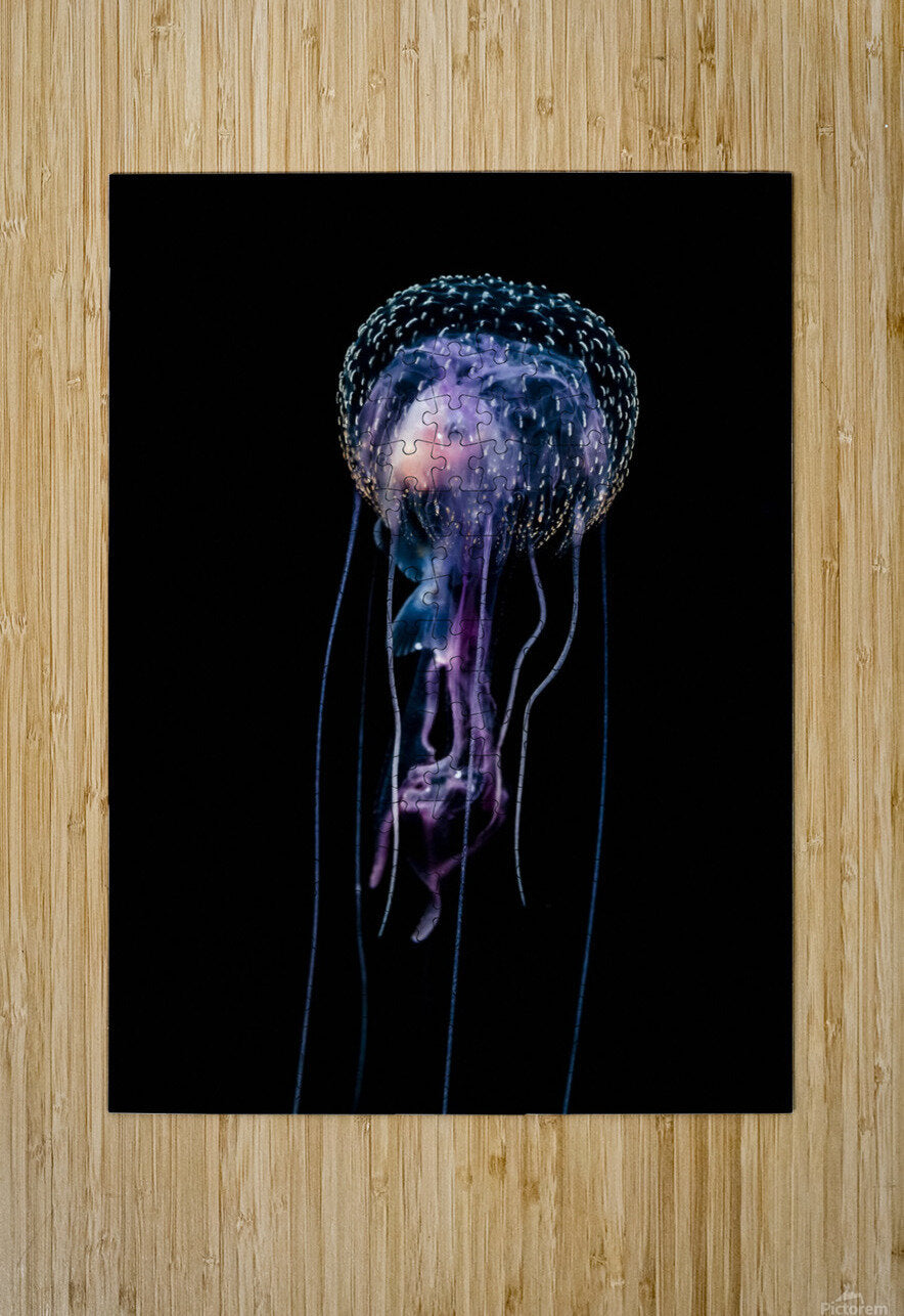 Qualle (Pelagia noctiluca)