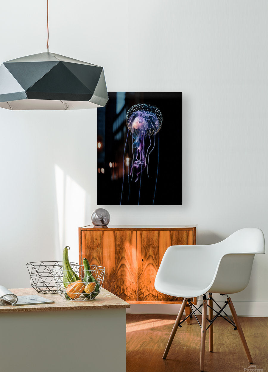 Qualle (Pelagia noctiluca)