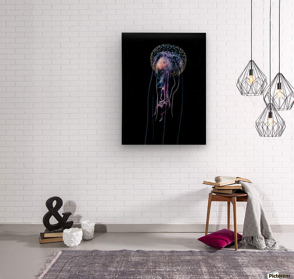 Qualle (Pelagia noctiluca)