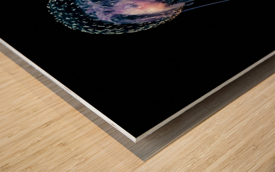 Qualle (Pelagia noctiluca)