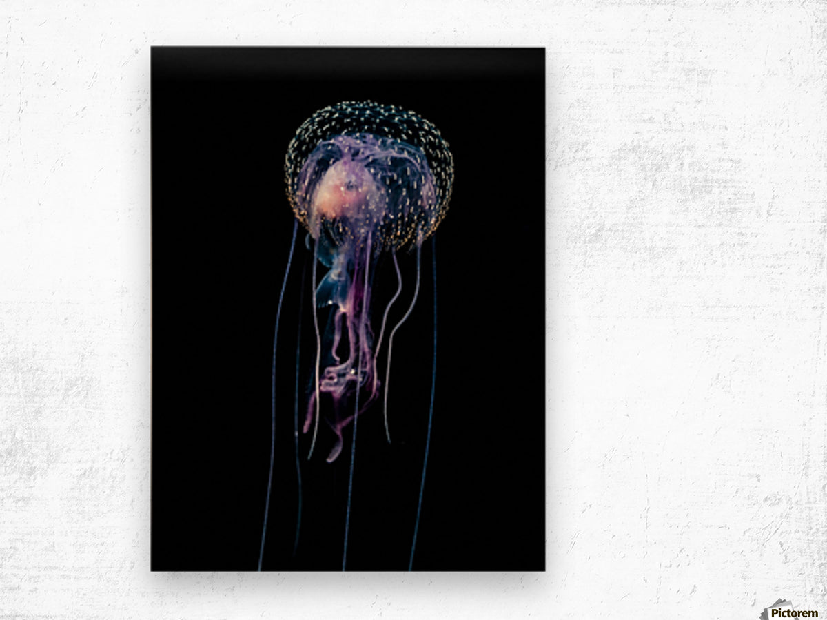 Qualle (Pelagia noctiluca)